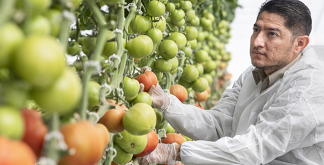 enza zaden first trial hr tobrfv sr tomato product specialist Oscar Lara apr 21 Foto © Enza Zaden