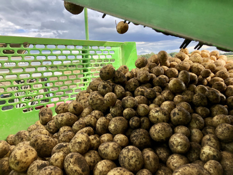 Kartoffel sind beliebt und gefragt. Foto © Landvolk Niedersachsen