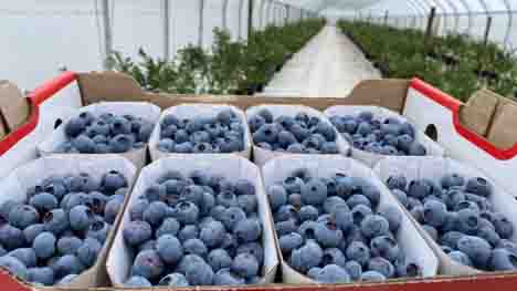 Heidelbeeren aus Niedersachsen. Foto © Landvolk Pressedienst