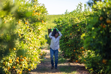 Foto © Mercadona/Frutinter