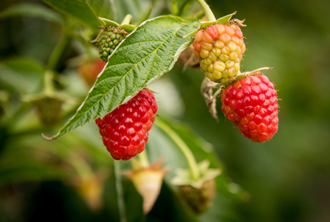 Erste Himbeeren in Niedersachsen reif für die Ernte