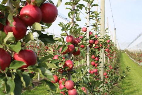 exklusiv für Edeka Apfel MagicStar® Foto © Obst vom Bodensee Vertriebsgesellschaft mbH