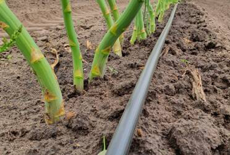 Teboza nutzt Tröpfchenbewässerung im Spargelanbau. Foto © Teboza