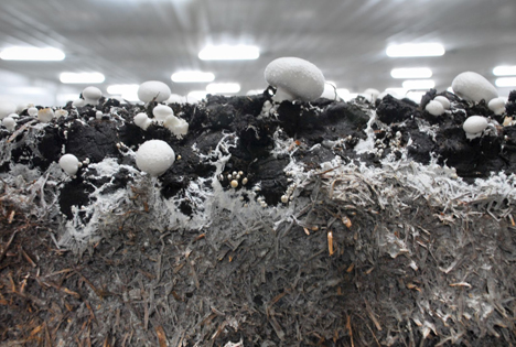 Die Pilzproduktion ist energie- und arbeitsintensiv, was große Herausforderungen für die Zukunft mit sich bringt. Foto: GMH/BDC