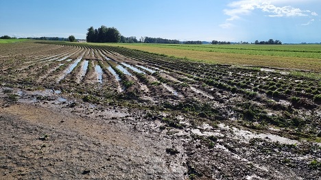 Hagel/Verschlämmung bei Kartoffeln in Fromberg. Foto © Österreichische Hagelversicherung