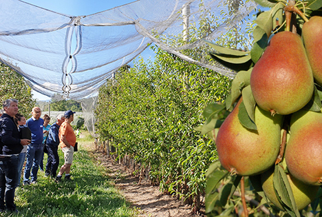 Die von Agroscope gezüchtete Birnensorte FRED® bestätigt ihr Potenzial