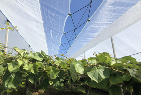 Kiwi: Arrigoni Protecta® - kompletter Schutz sogar für biologische Plantagen