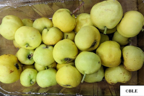 BLE-Marktbericht KW 41: Eine Besonderheit in Frankfurt, Weißdorn-Apfel (Atiç)