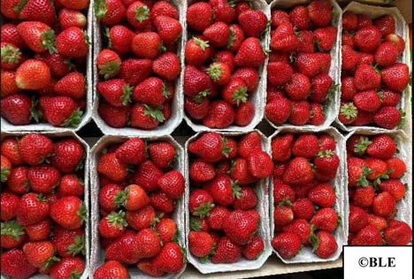 BLE-Marktbericht KW 34 Erdbeeren: Exklusive Früchte waren knapp und teuer