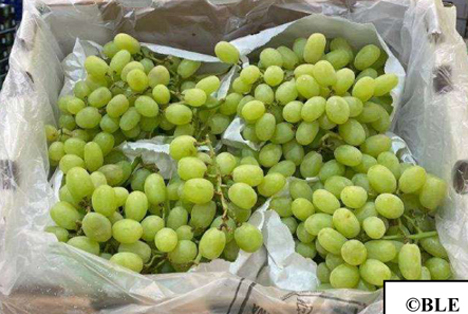 BLE-Marktbericht KW 07: In München nahmen südafrikanische Thompson Seedless an Bedeutung zu