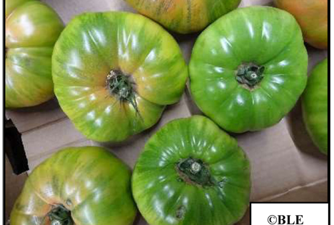 BLE-Marktbericht KW 05: Spanische Riesenfleischtomaten überzeugten in Frankfurt