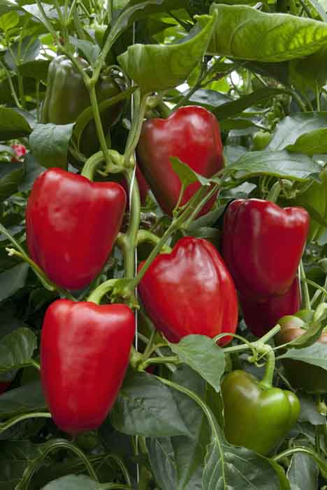 Rote Paprika, Quelle: Reichenau-Gemüse eG
