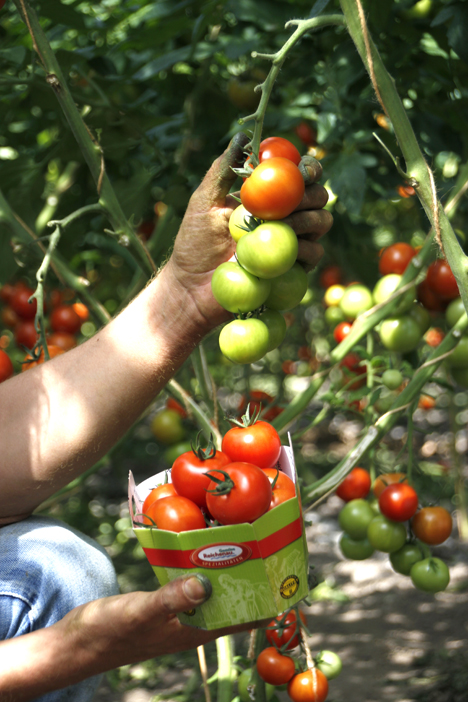 Tomate Inselperle, Quelle: Reichenau-Gemüse eG