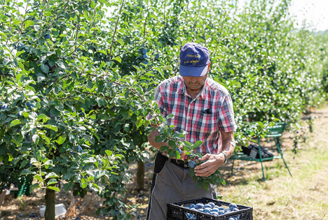 Zwetschgenernte, Quelle: Obstgroßmarkt Mittelbaden eG