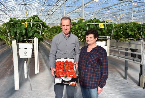 Erdbeeren von Lieven Colembie. Foto © Belorta