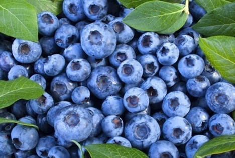 Südafrikanische Blaubeerproduzenten beenden erfolgreiche Saison mit Lieferungen nach Deutschland