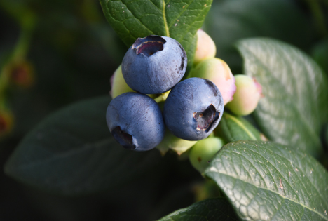 Berries ZA startet erste handelsorientierte Kampagne in Deutschland