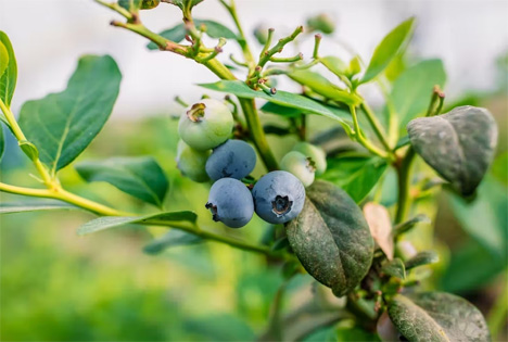 Foto BerryWorld South Africa Blueberry Masena. Foto © Berryworld