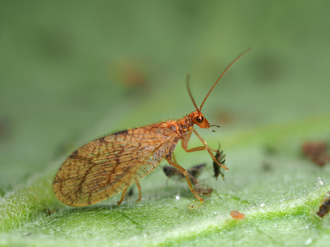 Foto © Biobest aus Westerlo (Belgien)