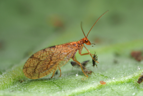 Neuheiten der expoSE und expoDirekt 2022: Micromus-System – zur biologischen Blattlausbekämpfung