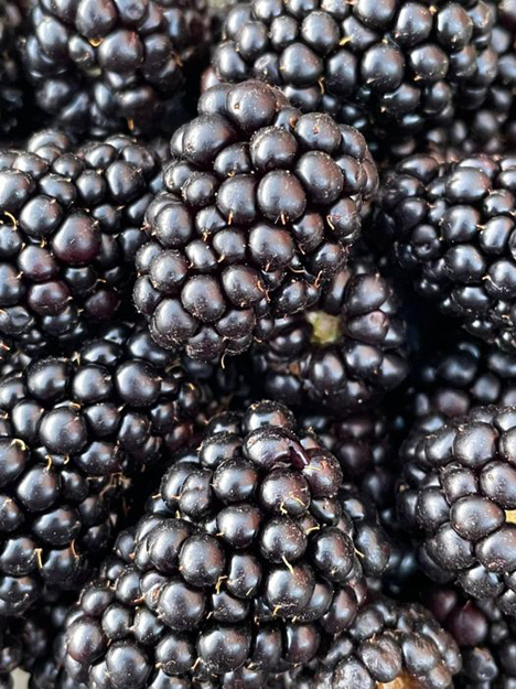 Foto © International Fruit Day Brombeeren