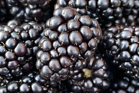 Brombeere ist Frucht des Jahres 2022