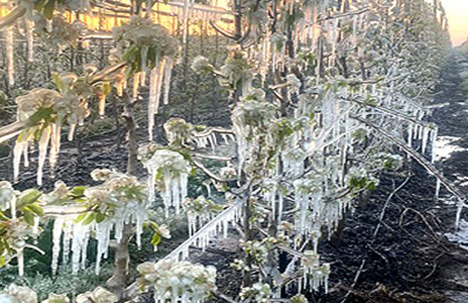 Spanien wurde von dem verheerendsten Frost der letzten 42 Jahre getroffen