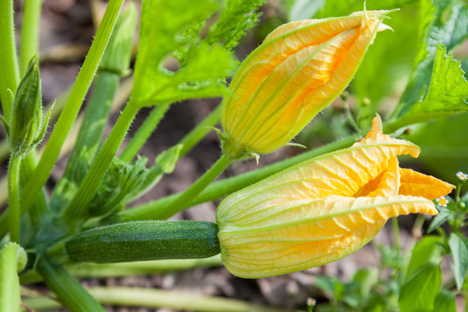 Frische Zucchiniblüten Foto © CuteSolar