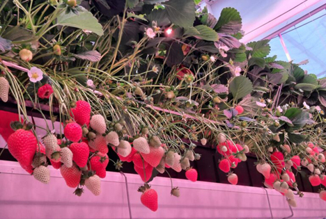 Variable LED-Beleuchtung ermöglicht ganzjährigen Anbau von Erdbeeren