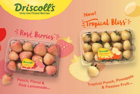 Driscoll's neuste sehr aromatische Innovation: Tropical-Bliss™-Erdbeeren