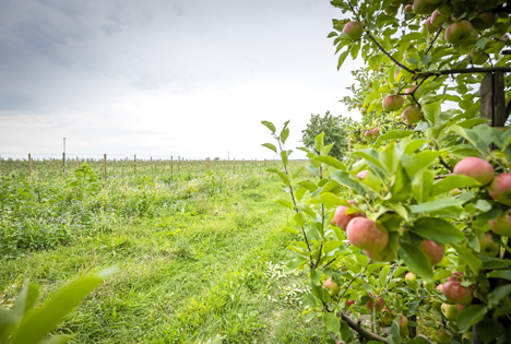 Neue Bio-Äpfel sorgen für mehr Artenvielfalt im Edeka- und Netto-Regal
