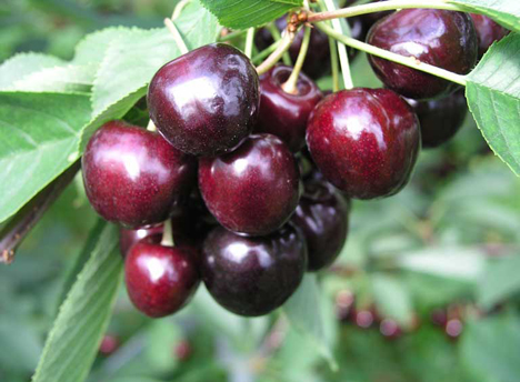 'Regina' - ein Hauptsorte in Franken. Foto © Fränkische Obstbauern e.V. – Obst aus Franken