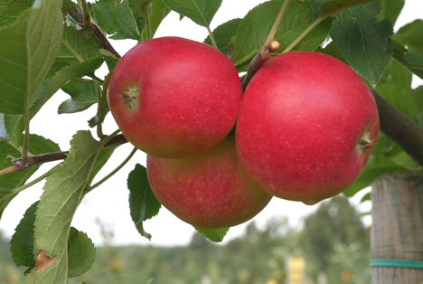 Früchte der allergikerfreundlichen Apfelsorte 'ZIN 168'. Foto © Hochschule Osnabrück