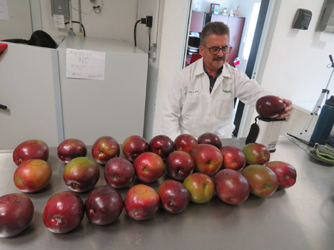 Dr. Jorge Alberto Osuna García, Agronom und Forscher am INIFAP Foto © INIFAP