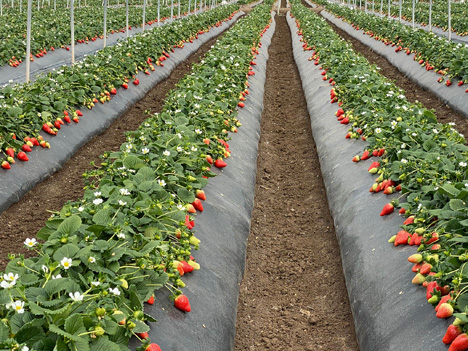 Foto © Inspire, the strawberry variety that conquered Italy