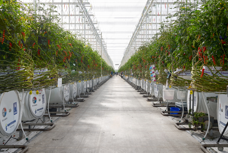 Honigtomate auch im Winter erhältlich – Tomatenerzeuger Looye produziert durch