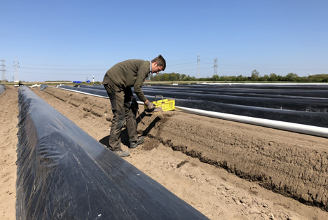 Unter Folienabdeckung hat die Spargelernte in diesem Jahr extrem früh begonnen. Foto © Landvolk