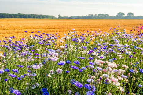 Mehr Biodiversität im konventionellen Obst- und Gemüseanbau. Foto © Ruud Morijn - stock.adobe.com