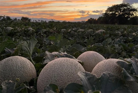 Die Reise der Melonen: Eine End-zu-End-Geschichte