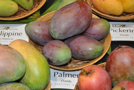 'Mango Palmer' Foto © Francisco Seva Rivadulla