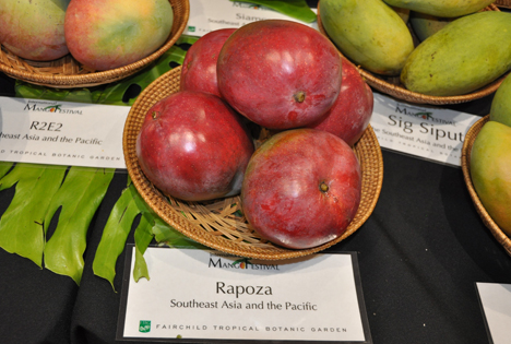 'Mango Rapoza' Foto © Francisco Seva Rivadulla