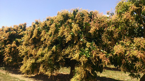 Mangos of Puerto Rico. Foto © Martex Farms/Rivadulla