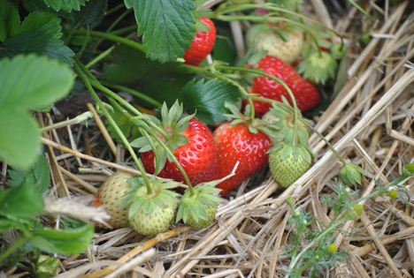 Foto © Koschnick/Landwirtschaftskammer Niedersachsen