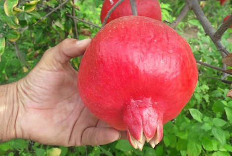 Frisch geerntet in Peru: Bio-Granatäpfel!