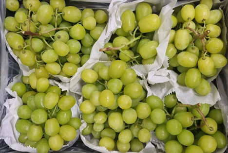 OTC Organics macht den nächsten Schritt in Richtung einer nachhaltigeren Traube