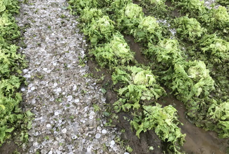 Hagelschäden bei Salat in Graz. Foto © Österreichische Hagelversicherung