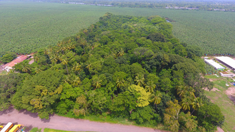 Mehr als 980 ha geschützte Waldfläche in Betrieben von One Banana. Foto © Business Wire