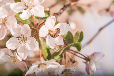 Bienen und Artenvielfalt schützen: Pink Lady engagiert sich mit dem Programm Bee Pink