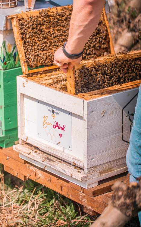 Bildquelle: Sebastian Katz @sk_beekeeping