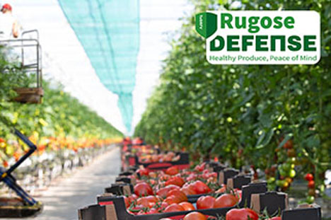 Rijk Zwaan bringt erste Tomatensorten mit hoher Resistenz gegen ToBRFV auf den Markt